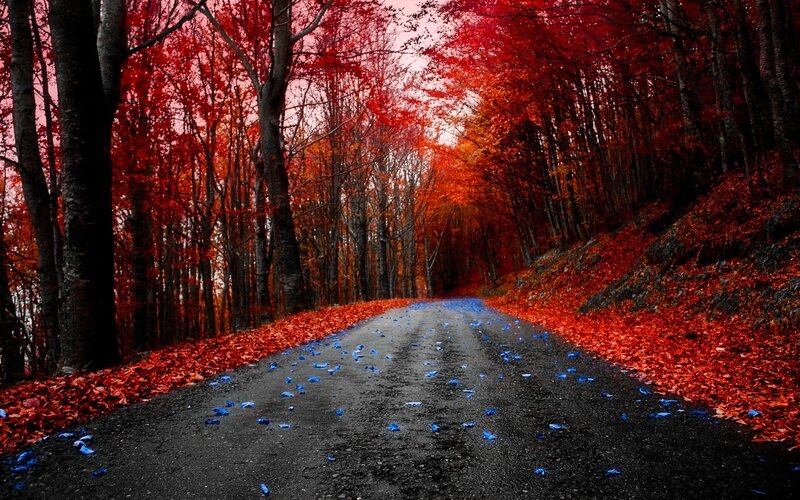 Road Through Autumn Forest — Red, Dramatic