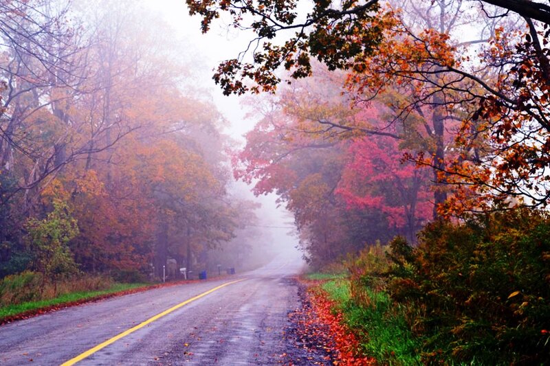 Road Through Autumn Forest — Red, Misty