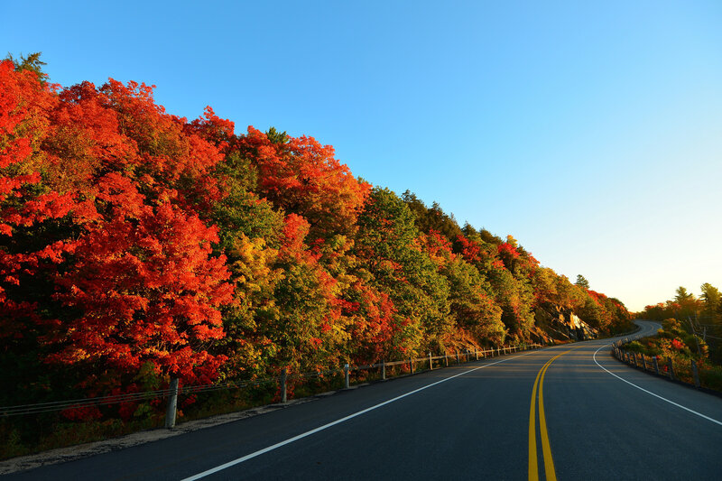 Road Through Autumn Forest — Red, Serene, Photograph, Trees, Guardrail