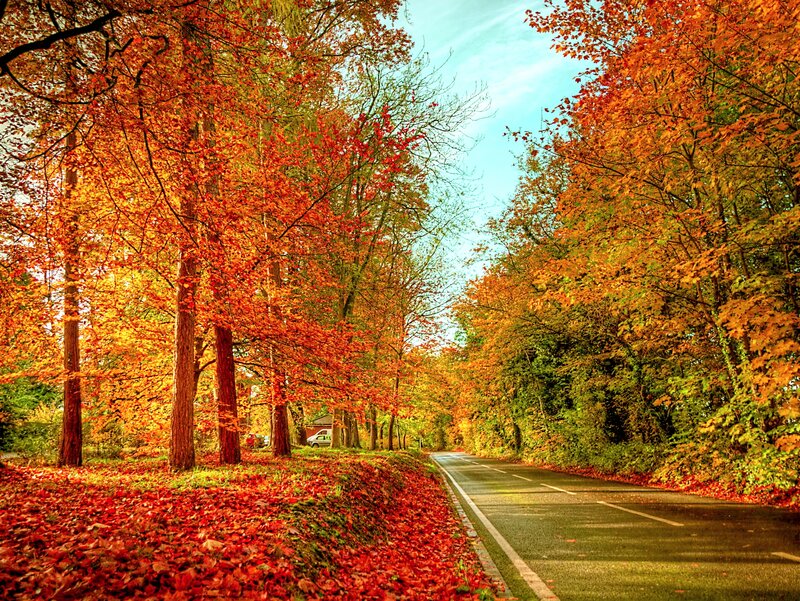 Road Through Autumn Forest — Red, Serene, Photograph, Trees, Leaves, Car