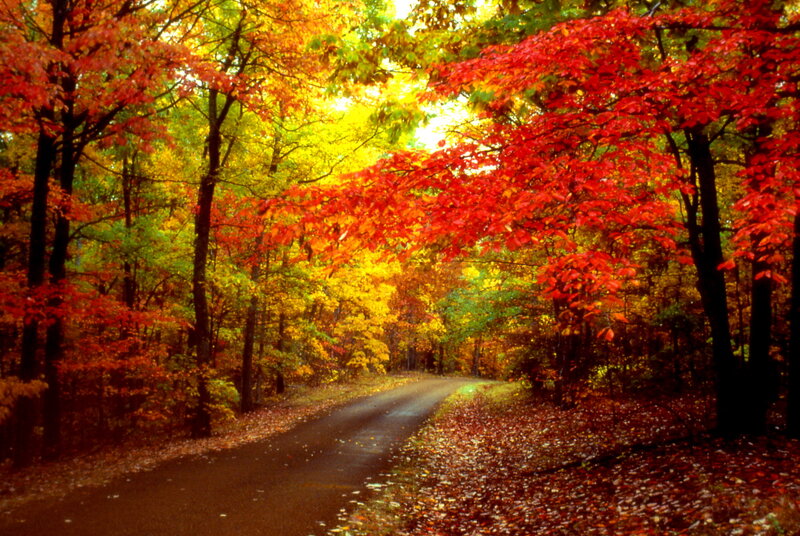 Road Through Autumn Forest — Red, Serene, Photograph, Trees, Leaves, Path