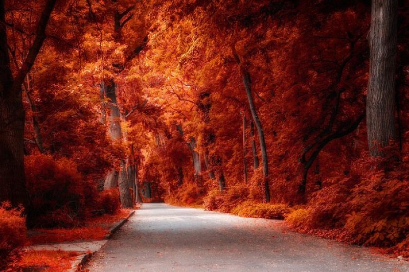 Road Through Autumn Forest — Red, Serene, Photograph, Trees, Path, Leaves