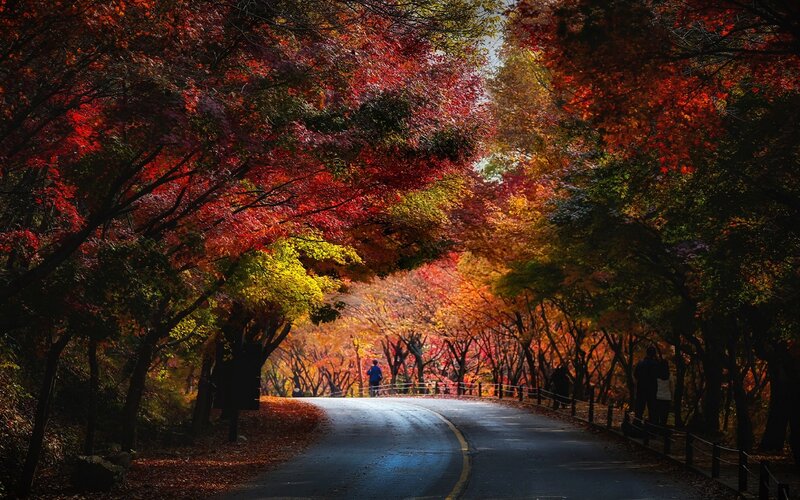 Road Through Autumn Forest — Red, Serene, Photograph, Trees, Path, People