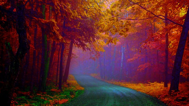Road Through Autumn Forest — Red, Serene, Photograph, Trees, Path