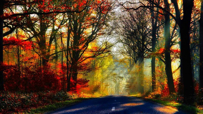Road Through Autumn Forest — Red, Serene, Photograph, Trees, Sunlight