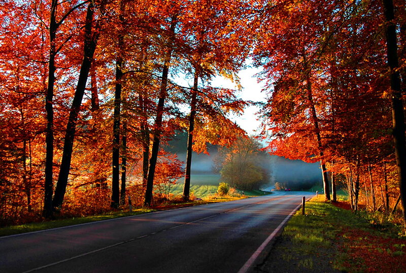 Road Through Autumn Forest — Red, Serene, Photograph, Trees