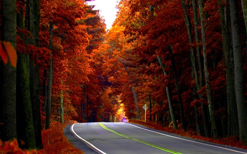 Road Through Autumn Forest — Red, Serene