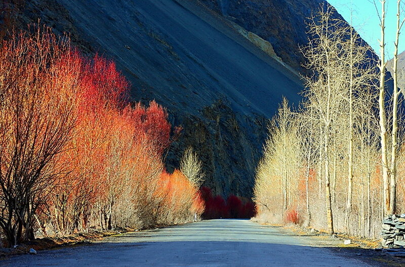 Road Through Autumn Forest — Red