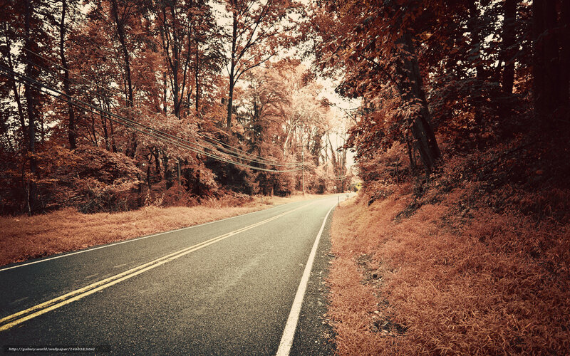 road through autumn forest