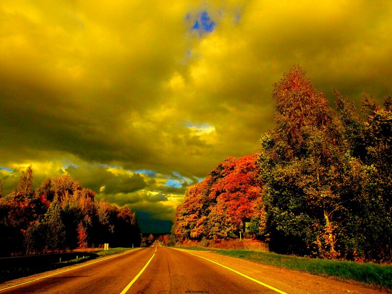 Road Through Autumn Forest — Yellow, Dramatic, Photograph