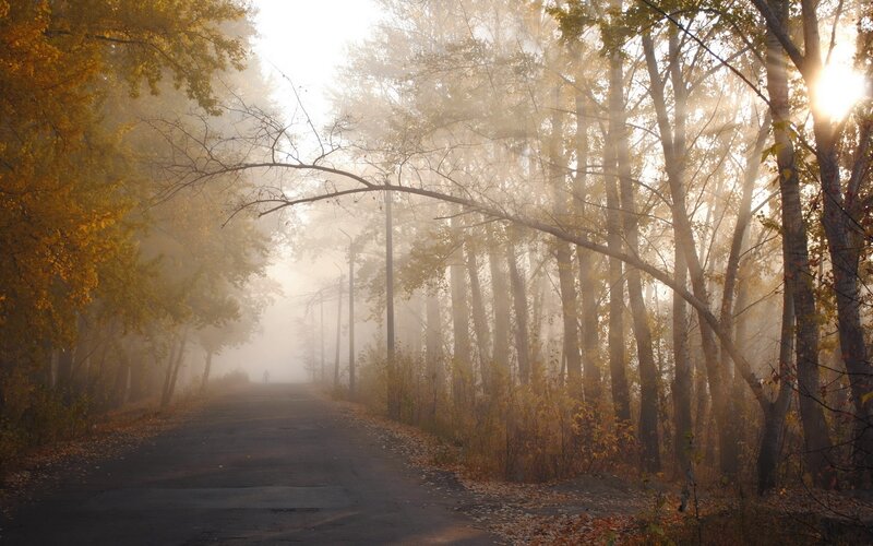 Road Through Autumn Forest — Yellow, Misty