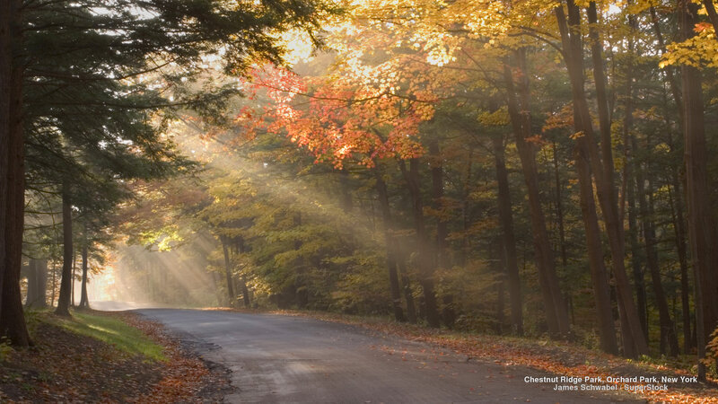 Road Through Autumn Forest — Yellow, Serene, Morning, Photograph