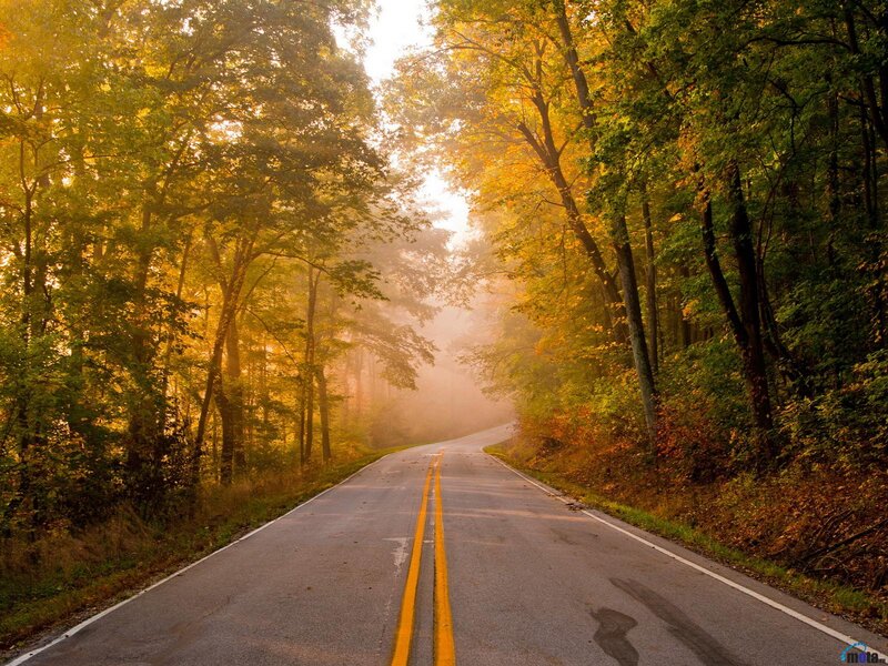 Road Through Autumn Forest — Yellow, Serene, Morning