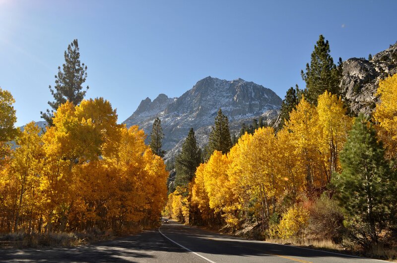 Road Through Autumn Forest — Yellow, Serene, Photograph, Mountain