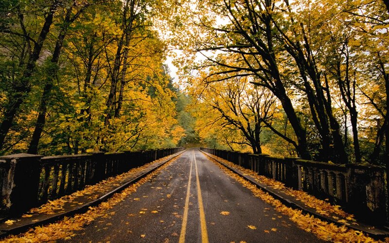 Road Through Autumn Forest — Yellow, Serene, Photograph