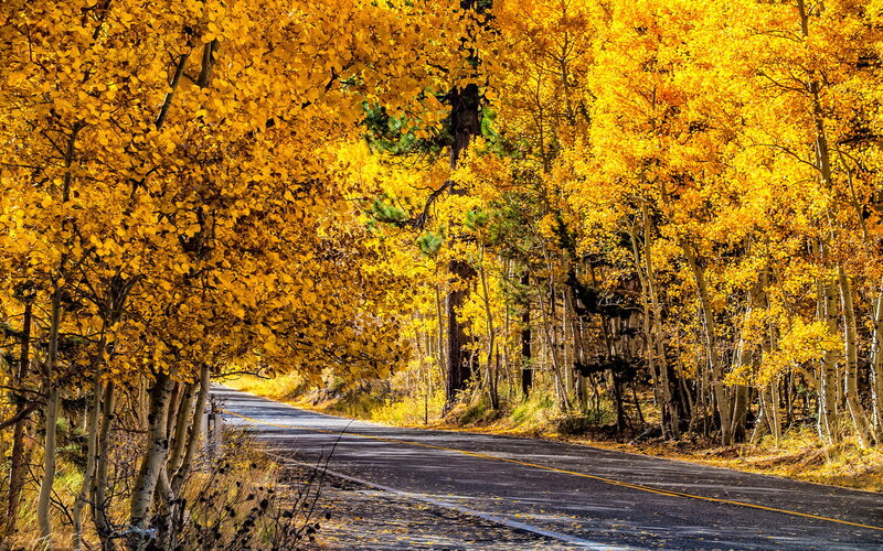 Road Through Autumn Forest — Yellow, Serene, Photograph, Trees, Asphalt Road