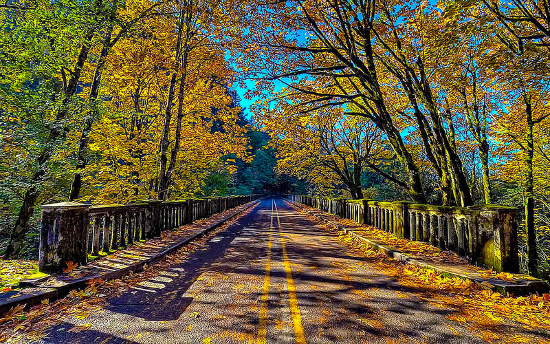 Road Through Autumn Forest — Yellow, Serene, Photograph, Trees, Bridge, Leaves