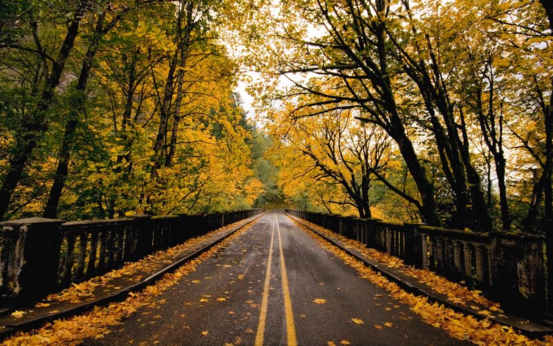 Road Through Autumn Forest — Yellow, Serene, Photograph, Trees, Bridge