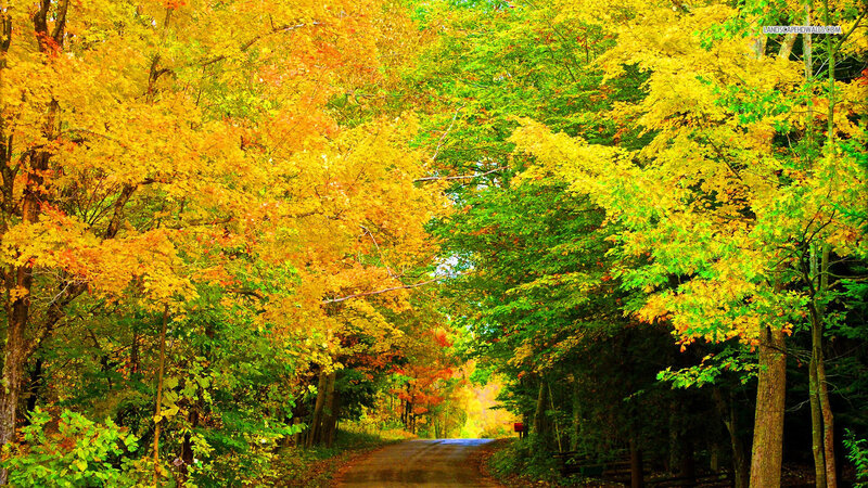 Road Through Autumn Forest — Yellow, Serene, Photograph, Trees, Fall Foliage