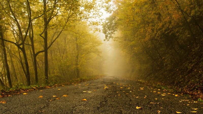 Road Through Autumn Forest — Yellow, Serene, Photograph, Trees, Fog, Leaves