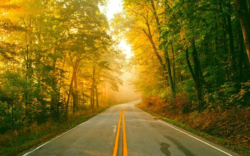 Road Through Autumn Forest — Yellow, Serene, Photograph, Trees, Fog