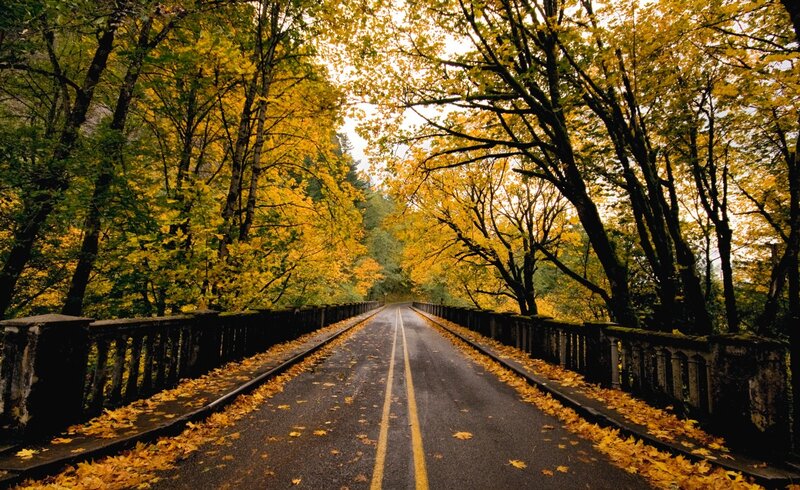 Road Through Autumn Forest — Yellow, Serene, Photograph, Trees, Leaves, Bridge
