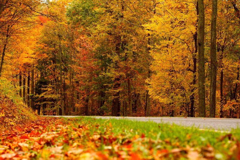 Road Through Autumn Forest — Yellow, Serene, Photograph, Trees, Leaves, Grass