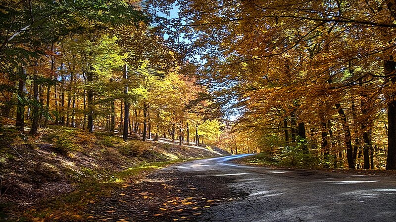 Road Through Autumn Forest — Yellow, Serene, Photograph, Trees, Leaves, Sky