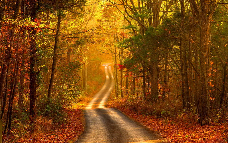 Road Through Autumn Forest — Yellow, Serene, Photograph, Trees, Leaves, Sunlight