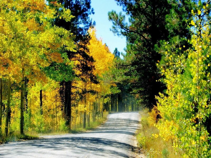 Road Through Autumn Forest — Yellow, Serene, Photograph, Trees, Sky, Green