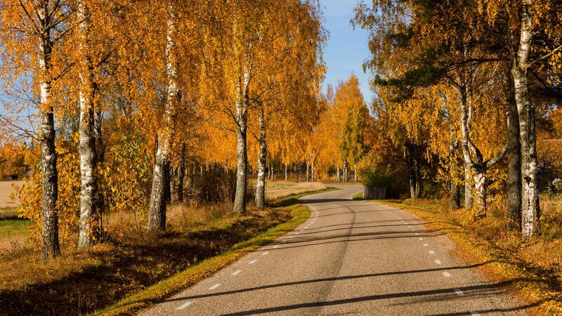 Road Through Autumn Forest — Yellow, Serene, Photograph, Trees, Sky