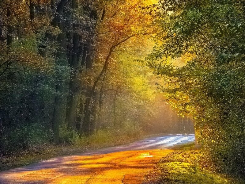 Road Through Autumn Forest — Yellow, Serene, Photograph, Trees, Sunlight, Path