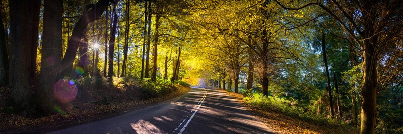Road Through Autumn Forest — Yellow, Serene, Photograph, Trees, Sunlight