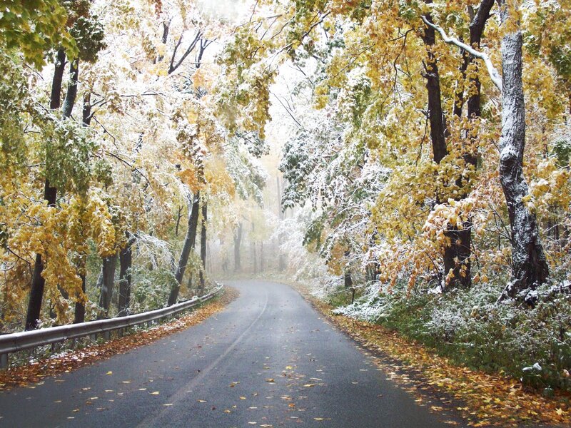 Road Through Autumn Forest — Yellow, Serene, Photograph, Trees