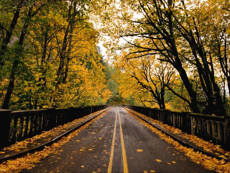 Road Through Autumn Forest — Yellow, Serene