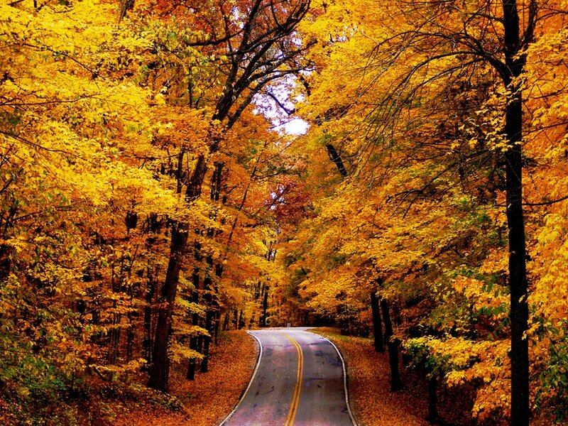 Road Through Autumn Forest — Yellow