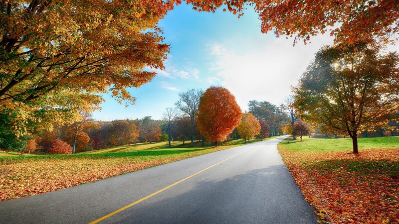 Road Through Autumn Park