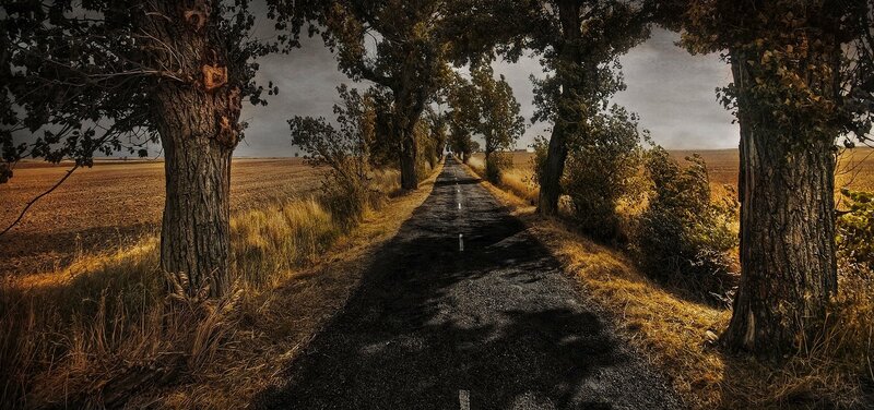 Road Through Autumn Trees — Brown