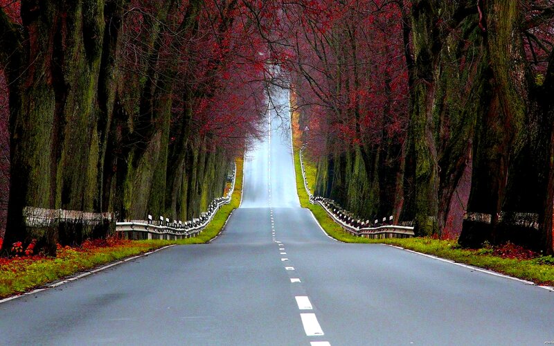 Road Through Autumn Trees — Green, Serene