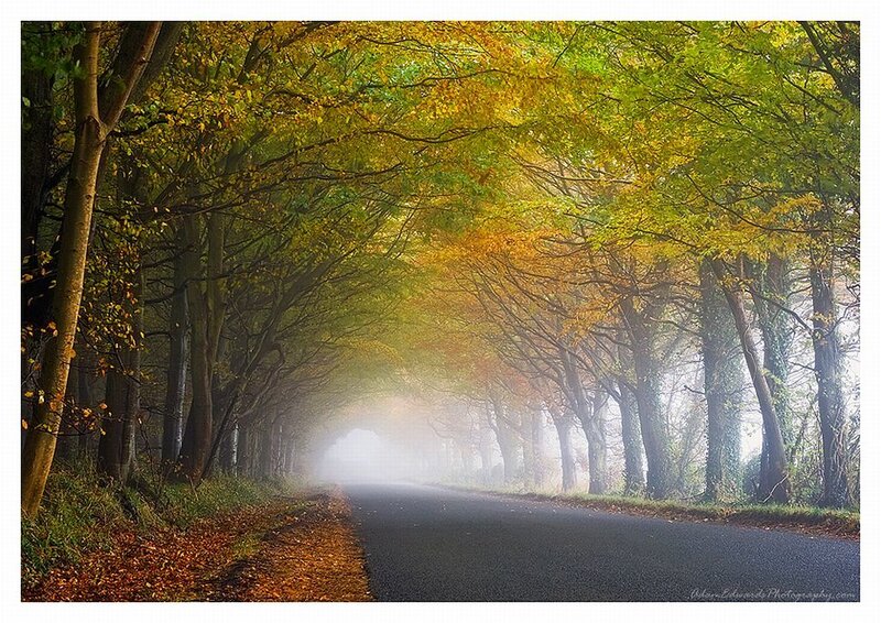 Road Through Autumn Trees — Green