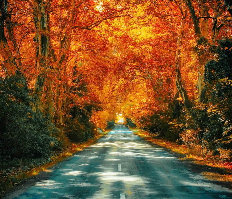 Road Through Autumn Trees — Orange, Serene