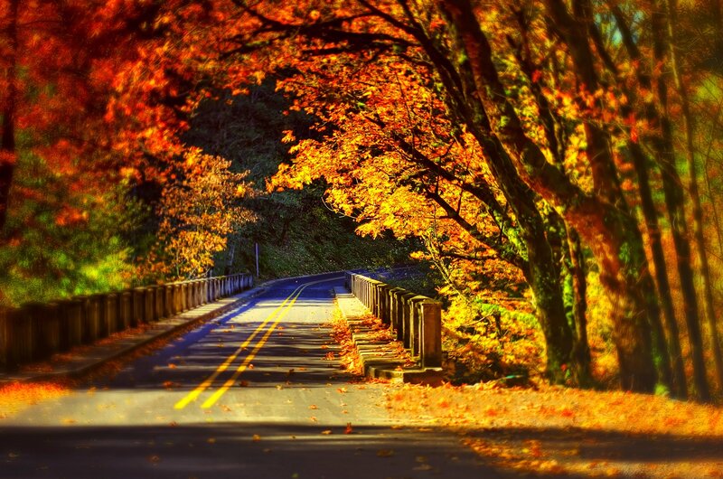 Road Through Autumn Trees — Orange