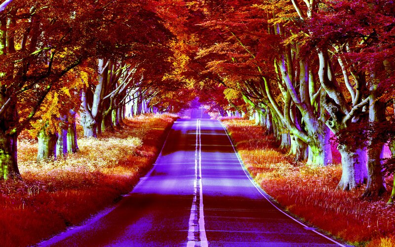 Road Through Autumn Trees — Purple