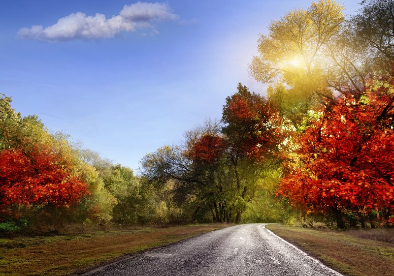 Road Through Autumn Trees — Red
