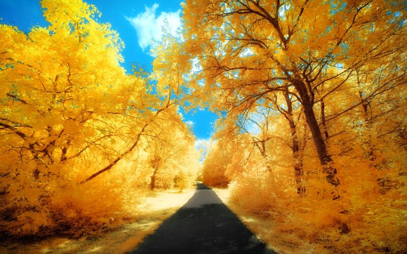 Road Through Autumn Trees — Yellow, Serene