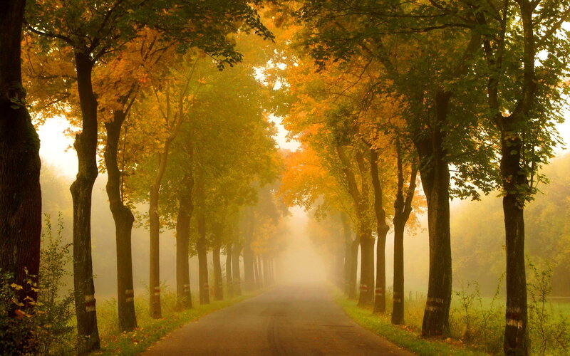 Road Through Autumn Trees — Yellow