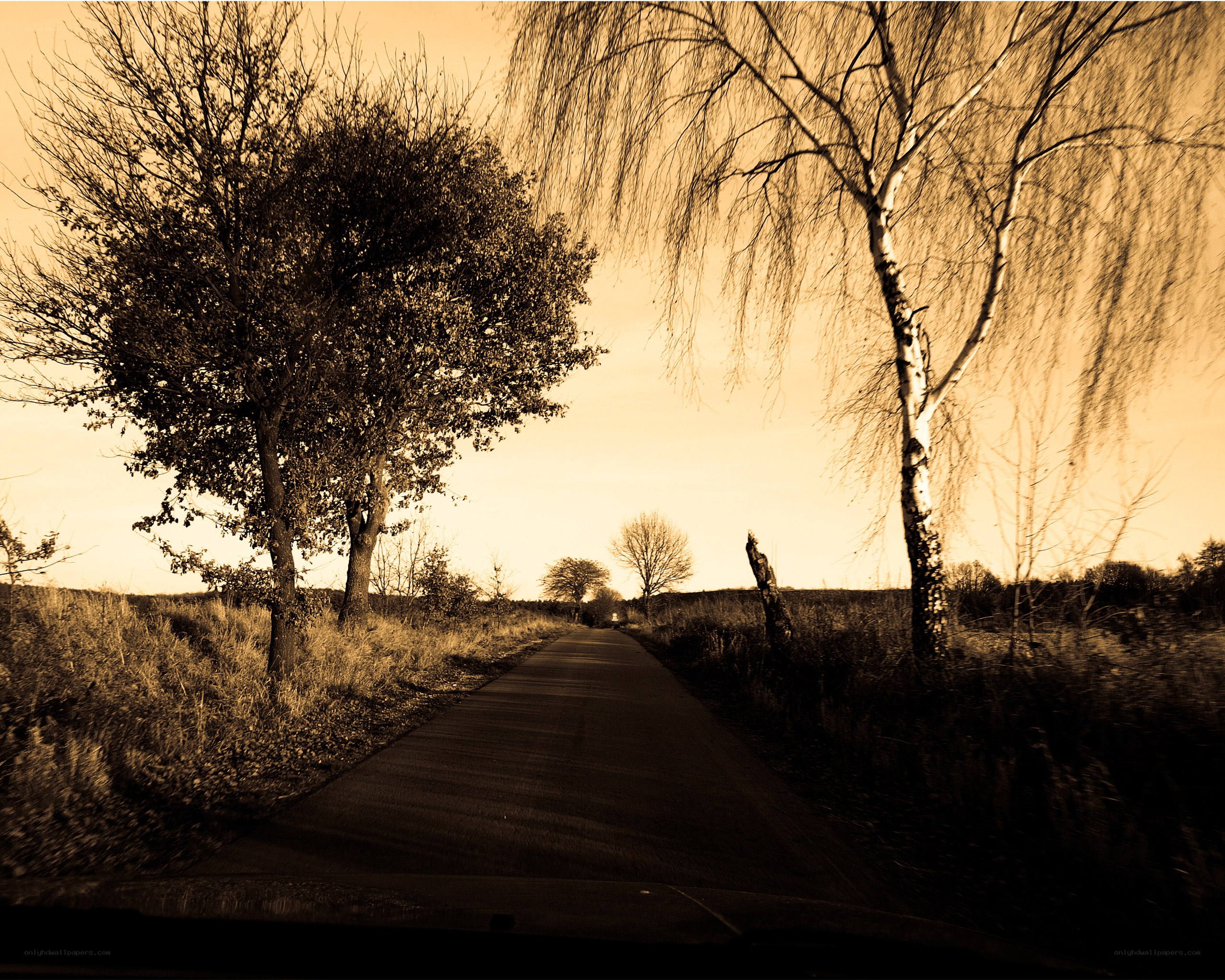 Road through autumn trees