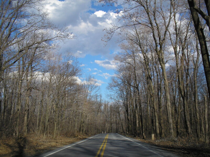 Road through bare trees