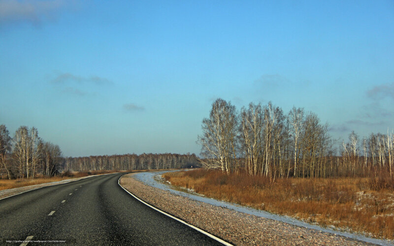 Road through birch forest