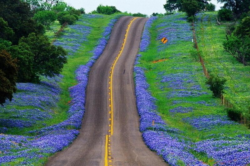 Road Through Bluebonnet Field